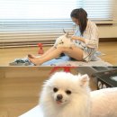 순심이 애견미용 이미지