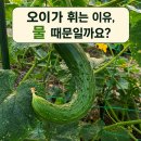 재식농장 | 가을 오이 자꾸 휘어진다면, 원인은 물이 아니었습니다
