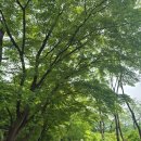 시아네의 에버랜드 하루 코스 정리[사파리월드, 수유실, 판다 월드, 한가람, 카니발 판타지 퍼레이드]