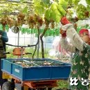 김옥성 농장 농민신문