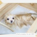 룰루 애견샵 이미지