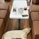 대한다방 네이버블로그