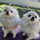 포롱도그 이미지