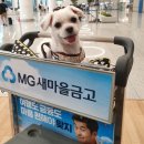 피피푸푸 이미지