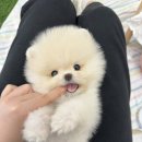 꽃보다강아지 이미지