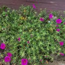 브니엘하우스 이미지