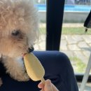 댕댕월드 이미지