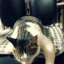 냥이조아 이미지