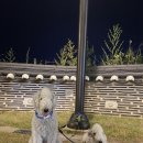 와스시 네이버블로그