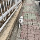 네일수아즈