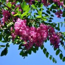 아카시아 이미지