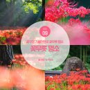P-6B01 | 꽃구경 가볼만한곳 꽃무릇 명소 함평 불갑사 선운사 등 6