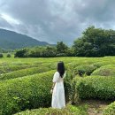 남해-305 | [구례하동남해] Day3(매암제다원,동정호,남해시장회센터,언니네 김밥,다랭이마을,고운동커피,그리드1398)