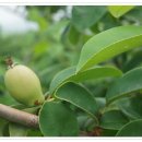 푸른농장B 이미지