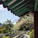 [강원] 강릉 가볼만한 곳 오죽헌 &amp; 강릉화폐전시관 관람 후기 + 강릉 벚꽃 숨은 명소 찾기