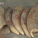 코끼리글로벌 이미지