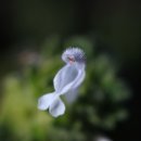 광대나물(흰색), 우산이끼, 봄까치꽃, 박주가리 이미지