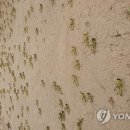 38PC 이미지