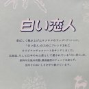 시로이 코이비토 구매 후기 | 일본 여행 선물 과자 1순위 추천