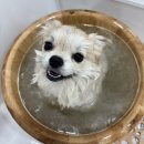 뽀그리독 이미지