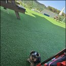 견인지역 애견운동장 유치원 김포점 이미지