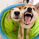 두류댕댕 이미지