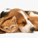 강아지와 고양이 이미지