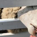 우천목장 이미지