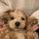 루틴펫살롱 이미지