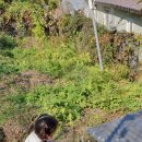 일월관광농원캠핑 이미지