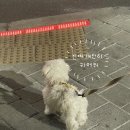 말티푸 강아지 배냇미용 안양애견 하니몽 목욕까지