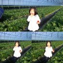 삼공주 농원 네이버블로그