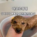 멍멍뷰티 | 부천애견미용 아모르멍멍, 강아지 스파 대만족 후기