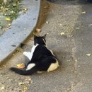 교촌치킨 생연점 | 2025년 8월을 마무리하며 ...