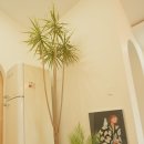 정원 | 제주 자쿠지 펜션 요요정원 후기 한림읍 펜션에서 찾은 제주도 서쪽 펜션 감성 숙소