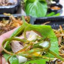 동네바보족발(부산명지점) 이미지