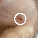 실이 그루밍 이미지