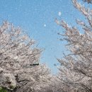 낙동강 벚꽃축제 푸드존 이미지