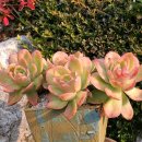 오늘이쁘다 이미지