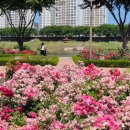 세광아파트공원 | 6월 경남 가볼만한곳 밀양 장미공원 대구 근교 꽃구경