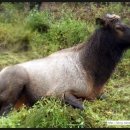 황소목장 이미지