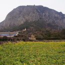 산방산탄산온천게스트하우스