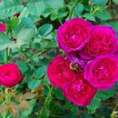 도당공원 이미지