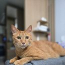 캣 팰리스 | 고양이 스크래쳐 '닥터펠리스 캣트리스 매직터널' 사용후기🐱