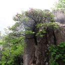 팔공산 볼거리 철쭉 ~ 석부작 같은 작품~ (퍼 왔심더..) 이미지