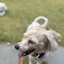 달려라 해피 | 🐾 충북 충주 애견운동장 카페 ‘달려라해피’ 후기 | 보리 &amp; 해피의 힐링타임