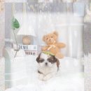 독립켄넬(소규모) | 군위 애견분양 이모를 홀린 시바견! 1시간 달려간 이유