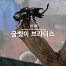 행복농장 | 서울근교 주말농장 굼벵이브라더스 인천 아이랑 곤충체험 후기