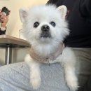 구색 | 수원 매교동 반려견동반 카페 구색커피 내돈내산 후기