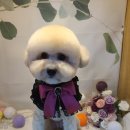 놀러와캣독 이미지